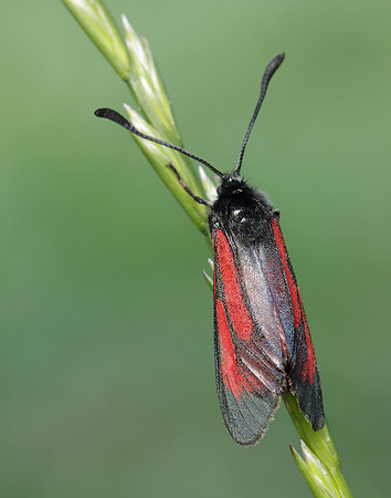 54.004 BF172 Transparent Burnet Zygaena purpuralis
