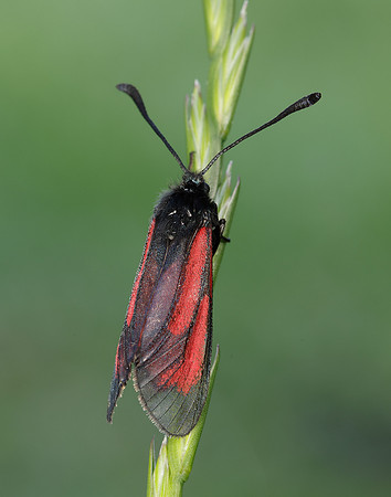 54.004 BF172 Transparent Burnet Zygaena purpuralis