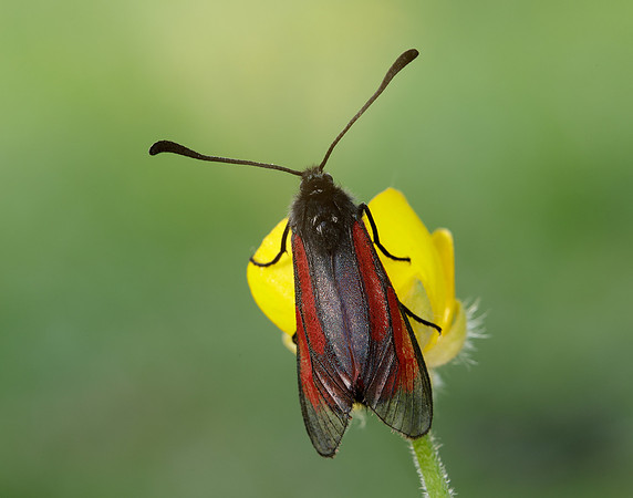 54.004 BF172 Transparent Burnet Zygaena purpuralis