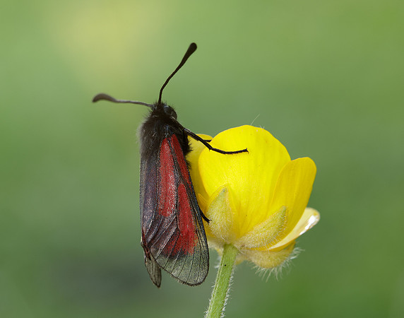 54.004 BF172 Transparent Burnet Zygaena purpuralis