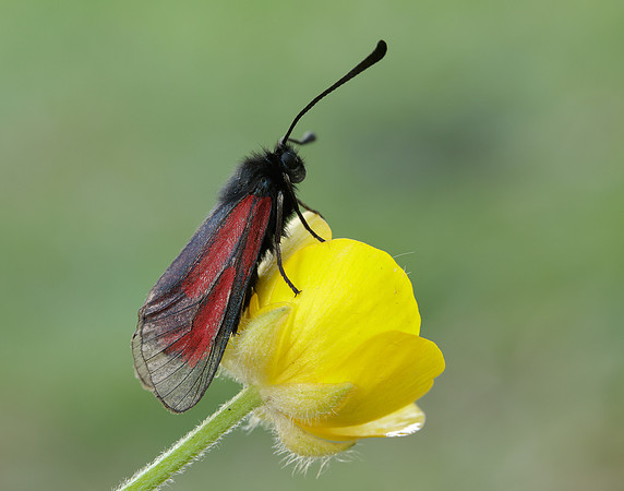 54.004 BF172 Transparent Burnet Zygaena purpuralis