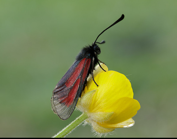 54.004 BF172 Transparent Burnet Zygaena purpuralis