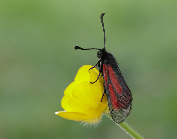 54.004 BF172 Transparent Burnet Zygaena purpuralis