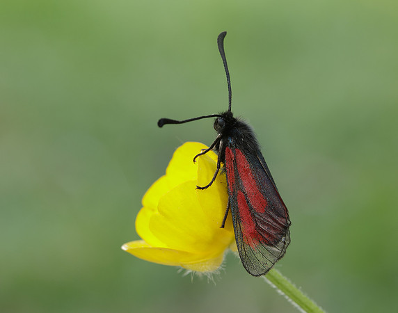 54.004 BF172 Transparent Burnet Zygaena purpuralis