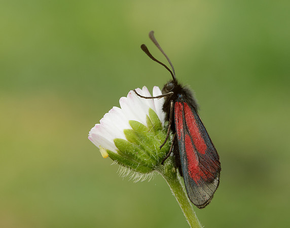 54.004 BF172 Transparent Burnet Zygaena purpuralis