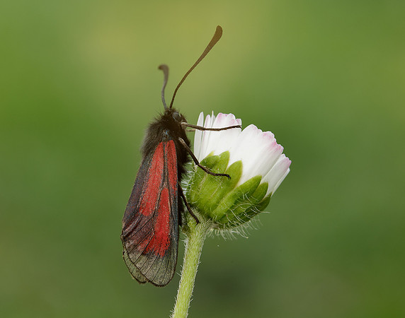 54.004 BF172 Transparent Burnet Zygaena purpuralis