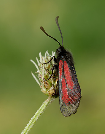 54.004 BF172 Transparent Burnet Zygaena purpuralis