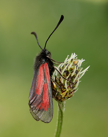 54.004 BF172 Transparent Burnet Zygaena purpuralis
