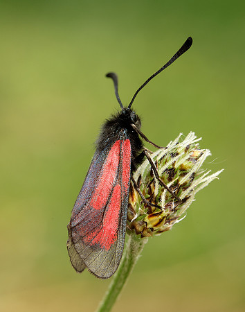 54.004 BF172 Transparent Burnet Zygaena purpuralis