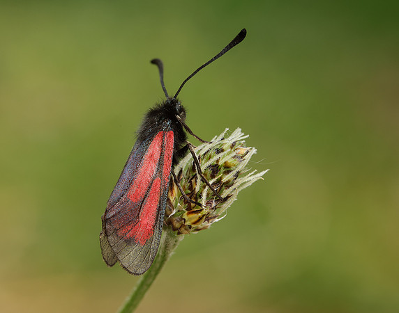 54.004 BF172 Transparent Burnet Zygaena purpuralis