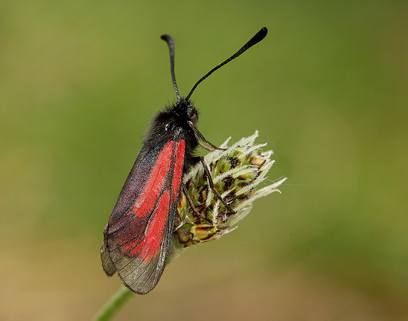 54.004 BF172 Transparent Burnet Zygaena purpuralis