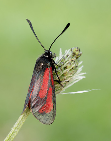 54.004 BF172 Transparent Burnet Zygaena purpuralis