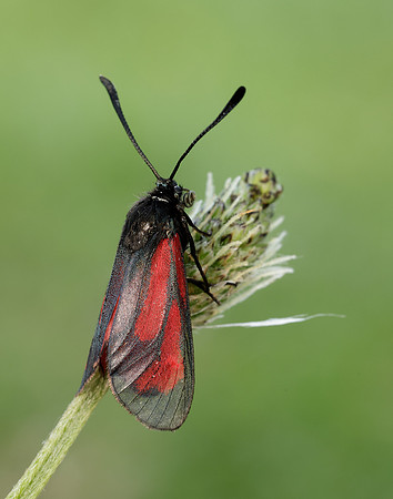 54.004 BF172 Transparent Burnet Zygaena purpuralis