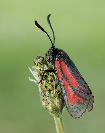 54.004 BF172 Transparent Burnet Zygaena purpuralis