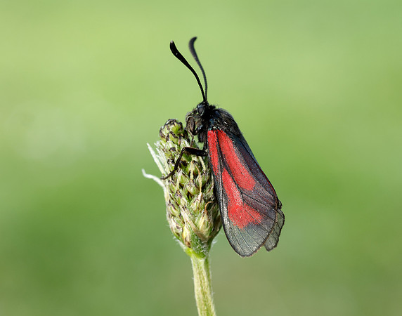 54.004 BF172 Transparent Burnet Zygaena purpuralis