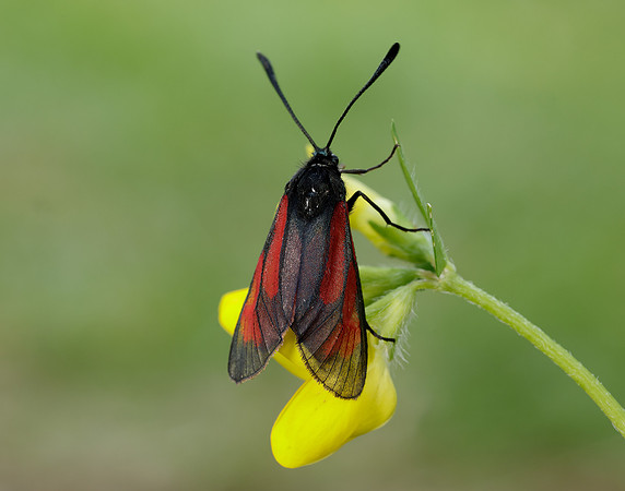 54.004 BF172 Transparent Burnet Zygaena purpuralis