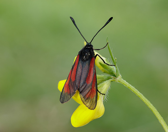 54.004 BF172 Transparent Burnet Zygaena purpuralis
