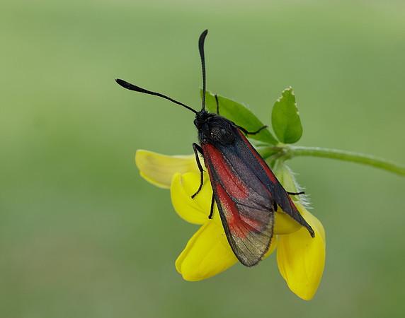 54.004 BF172 Transparent Burnet Zygaena purpuralis