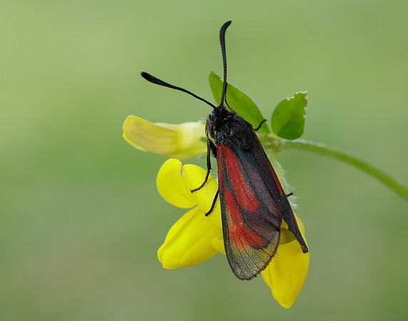 54.004 BF172 Transparent Burnet Zygaena purpuralis