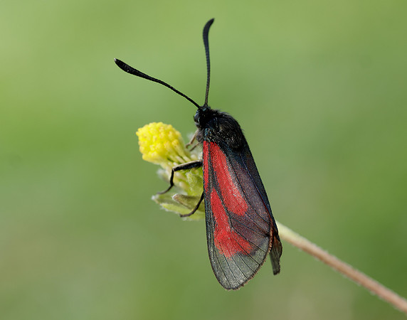 54.004 BF172 Transparent Burnet Zygaena purpuralis