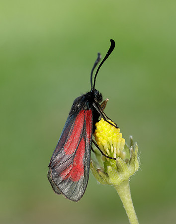 54.004 BF172 Transparent Burnet Zygaena purpuralis