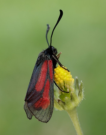 54.004 BF172 Transparent Burnet Zygaena purpuralis