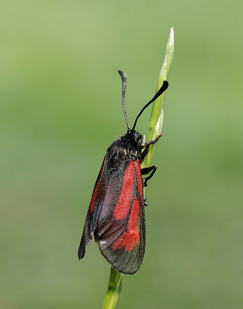 54.004 BF172 Transparent Burnet Zygaena purpuralis