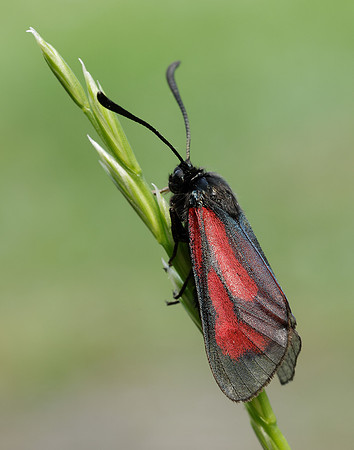 54.004 BF172 Transparent Burnet Zygaena purpuralis