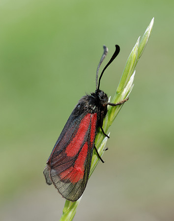 54.004 BF172 Transparent Burnet Zygaena purpuralis