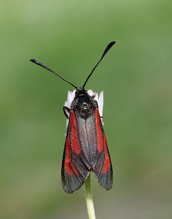 54.004 BF172 Transparent Burnet Zygaena purpuralis