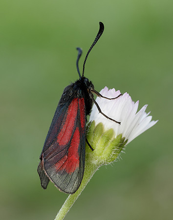54.004 BF172 Transparent Burnet Zygaena purpuralis