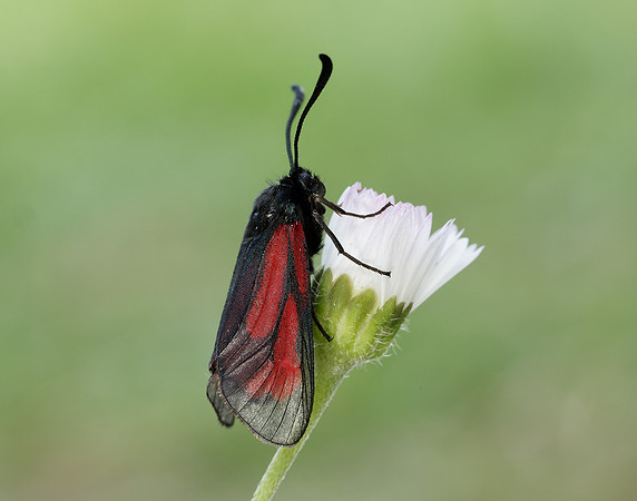 54.004 BF172 Transparent Burnet Zygaena purpuralis