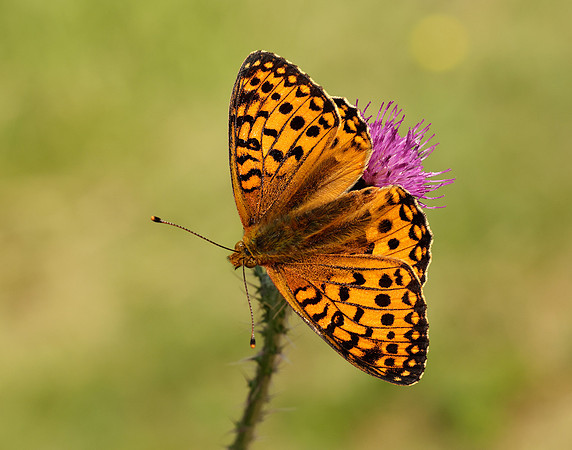 Dark Green Fritillary Speyeria aglaja