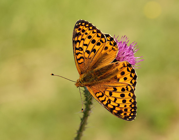 Dark Green Fritillary Speyeria aglaja