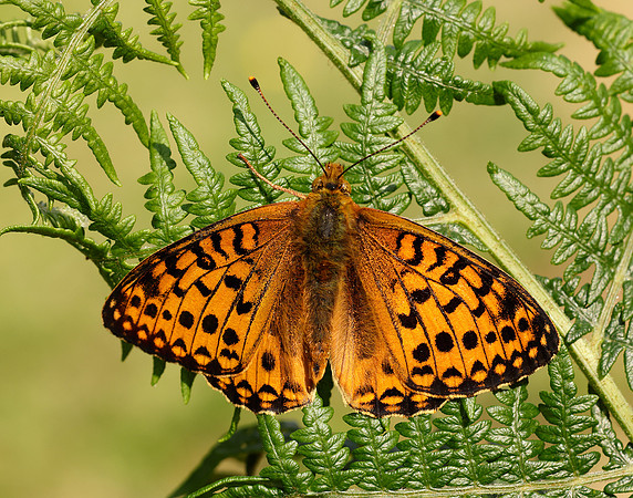 Dark Green Fritillary Speyeria aglaja