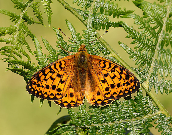 Dark Green Fritillary Speyeria aglaja