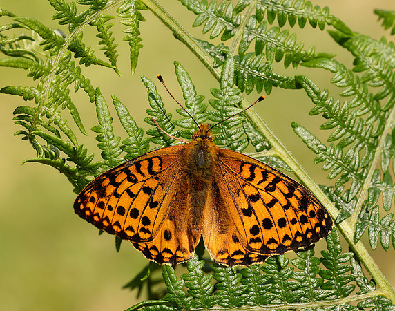 Dark Green Fritillary Speyeria aglaja
