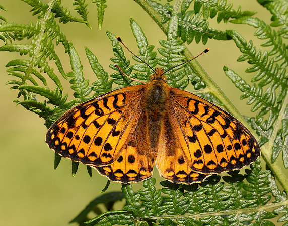 Dark Green Fritillary Speyeria aglaja