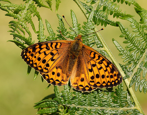 Dark Green Fritillary Speyeria aglaja