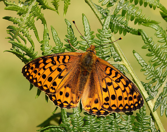 Dark Green Fritillary Speyeria aglaja