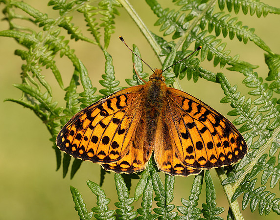 Dark Green Fritillary Speyeria aglaja