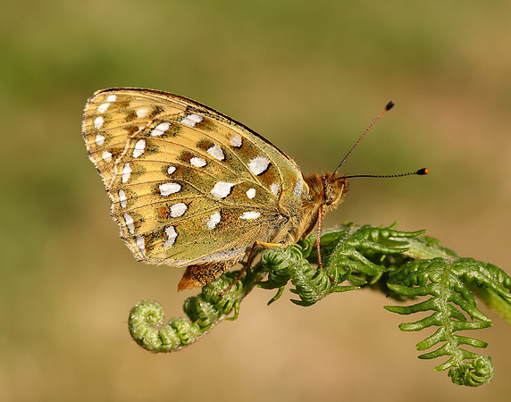 Dark Green Fritillary Speyeria aglaja