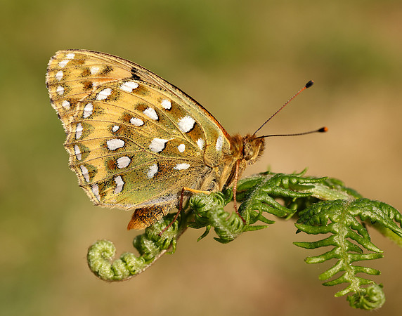 Dark Green Fritillary Speyeria aglaja