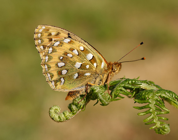 Dark Green Fritillary Speyeria aglaja