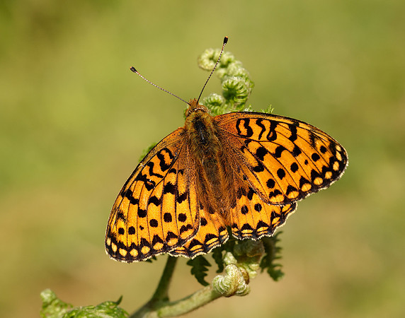 Dark Green Fritillary Speyeria aglaja