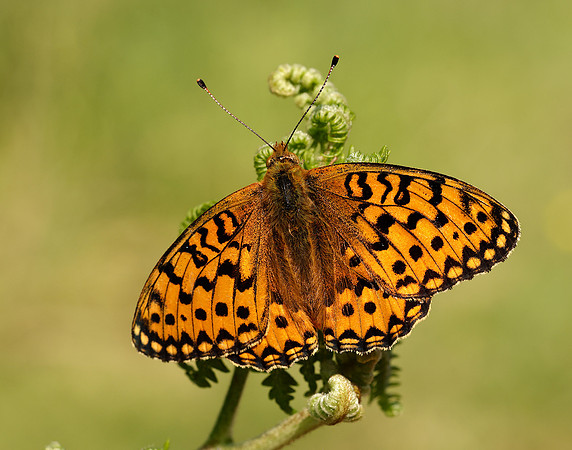Dark Green Fritillary Speyeria aglaja
