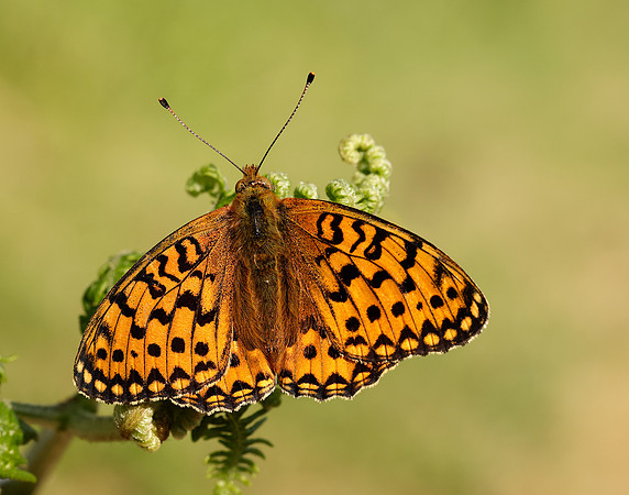 Dark Green Fritillary Speyeria aglaja