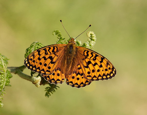 Dark Green Fritillary Speyeria aglaja