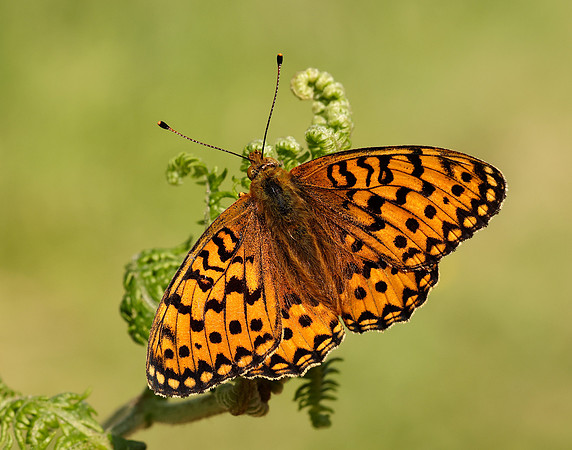 Dark Green Fritillary Speyeria aglaja
