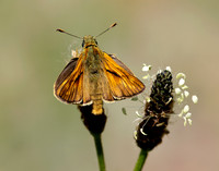 Large Skipper Ochlodes sylvanus